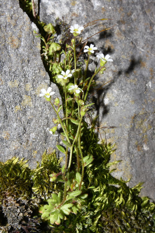 Saxifraga tridactylites / Sassifraga annuale